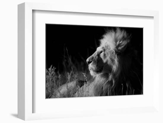 Male Lion (Panthera Leo) , in Infra Red, Masai Mara, Kenya-null-Framed Photographic Print