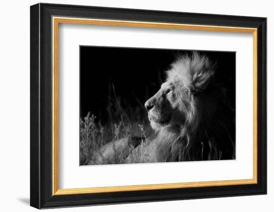 Male Lion (Panthera Leo) , in Infra Red, Masai Mara, Kenya-null-Framed Photographic Print