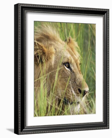 Male Lion, Panthera Leo, in the Grass, Kruger National Park, South Africa, Africa-Ann & Steve Toon-Framed Photographic Print