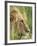 Male Lion, Panthera Leo, in the Grass, Kruger National Park, South Africa, Africa-Ann & Steve Toon-Framed Photographic Print