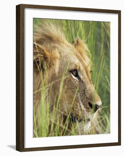 Male Lion, Panthera Leo, in the Grass, Kruger National Park, South Africa, Africa-Ann & Steve Toon-Framed Photographic Print