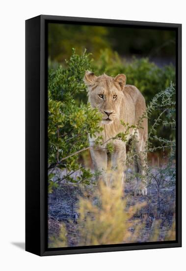 Male Lion (Panthera Leo) Juvenile, Moremi, Okavango Delta, Botswana, Africa-Andrew Sproule-Framed Premier Image Canvas