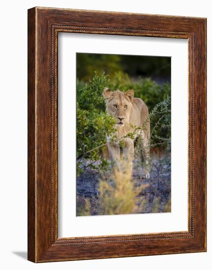 Male Lion (Panthera Leo) Juvenile, Moremi, Okavango Delta, Botswana, Africa-Andrew Sproule-Framed Photographic Print