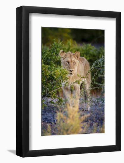 Male Lion (Panthera Leo) Juvenile, Moremi, Okavango Delta, Botswana, Africa-Andrew Sproule-Framed Photographic Print