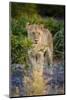 Male Lion (Panthera Leo) Juvenile, Moremi, Okavango Delta, Botswana, Africa-Andrew Sproule-Mounted Photographic Print