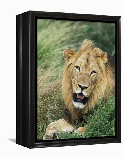 Male Lion, Panthera Leo, Kruger National Park, South Africa, Africa-Ann & Steve Toon-Framed Premier Image Canvas