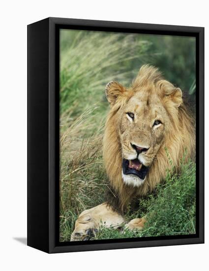 Male Lion, Panthera Leo, Kruger National Park, South Africa, Africa-Ann & Steve Toon-Framed Premier Image Canvas