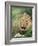 Male Lion, Panthera Leo, Kruger National Park, South Africa, Africa-Ann & Steve Toon-Framed Photographic Print