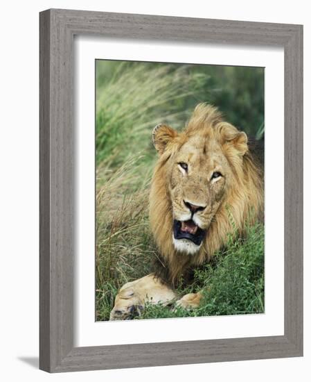 Male Lion, Panthera Leo, Kruger National Park, South Africa, Africa-Ann & Steve Toon-Framed Photographic Print