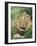 Male Lion, Panthera Leo, Kruger National Park, South Africa, Africa-Ann & Steve Toon-Framed Photographic Print