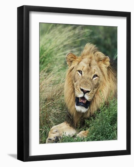 Male Lion, Panthera Leo, Kruger National Park, South Africa, Africa-Ann & Steve Toon-Framed Photographic Print