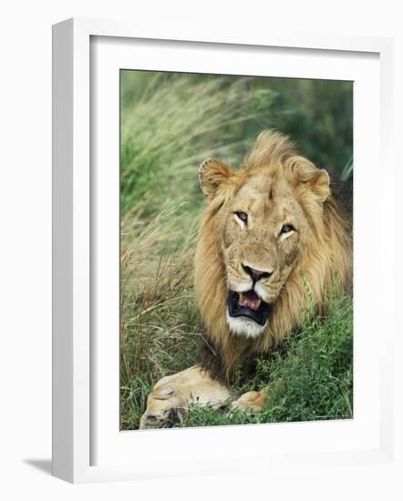 Male Lion, Panthera Leo, Kruger National Park, South Africa, Africa-Ann & Steve Toon-Framed Photographic Print