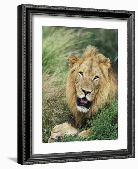 Male Lion, Panthera Leo, Kruger National Park, South Africa, Africa-Ann & Steve Toon-Framed Photographic Print