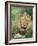 Male Lion, Panthera Leo, Kruger National Park, South Africa, Africa-Ann & Steve Toon-Framed Photographic Print