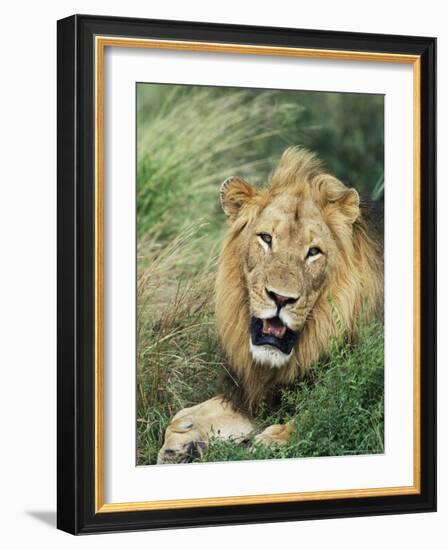 Male Lion, Panthera Leo, Kruger National Park, South Africa, Africa-Ann & Steve Toon-Framed Photographic Print