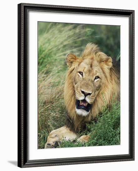 Male Lion, Panthera Leo, Kruger National Park, South Africa, Africa-Ann & Steve Toon-Framed Photographic Print