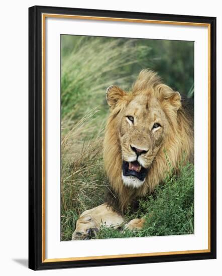 Male Lion, Panthera Leo, Kruger National Park, South Africa, Africa-Ann & Steve Toon-Framed Photographic Print