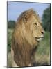 Male Lion, Panthera Leo, Kruger National Park, South Africa, Africa-Ann & Steve Toon-Mounted Photographic Print