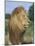 Male Lion, Panthera Leo, Kruger National Park, South Africa, Africa-Ann & Steve Toon-Mounted Photographic Print