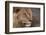 Male lion (Panthera leo), Mashatu Game Reserve, Botswana, Africa-Sergio Pitamitz-Framed Photographic Print