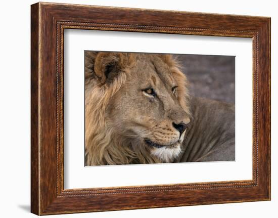 Male lion (Panthera leo), Mashatu Game Reserve, Botswana, Africa-Sergio Pitamitz-Framed Photographic Print