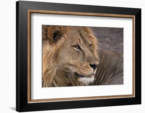 Male lion (Panthera leo), Mashatu Game Reserve, Botswana, Africa-Sergio Pitamitz-Framed Photographic Print