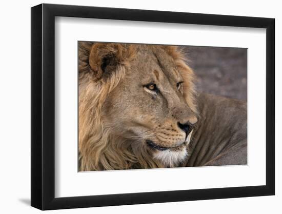 Male lion (Panthera leo), Mashatu Game Reserve, Botswana, Africa-Sergio Pitamitz-Framed Photographic Print