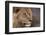 Male lion (Panthera leo), Mashatu Game Reserve, Botswana, Africa-Sergio Pitamitz-Framed Photographic Print