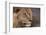 Male lion (Panthera leo), Mashatu Game Reserve, Botswana, Africa-Sergio Pitamitz-Framed Photographic Print