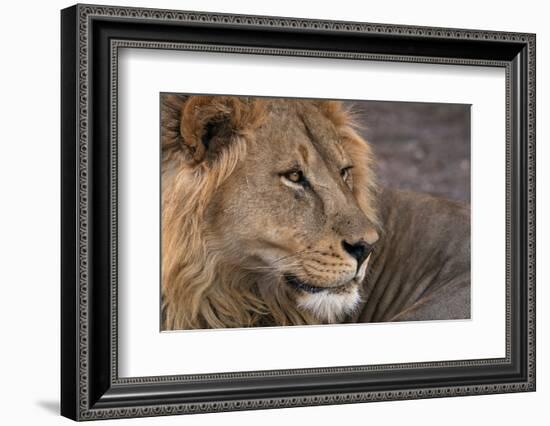 Male lion (Panthera leo), Mashatu Game Reserve, Botswana, Africa-Sergio Pitamitz-Framed Photographic Print