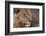 Male lion (Panthera leo), Mashatu Game Reserve, Botswana, Africa-Sergio Pitamitz-Framed Photographic Print