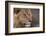 Male lion (Panthera leo), Mashatu Game Reserve, Botswana, Africa-Sergio Pitamitz-Framed Photographic Print