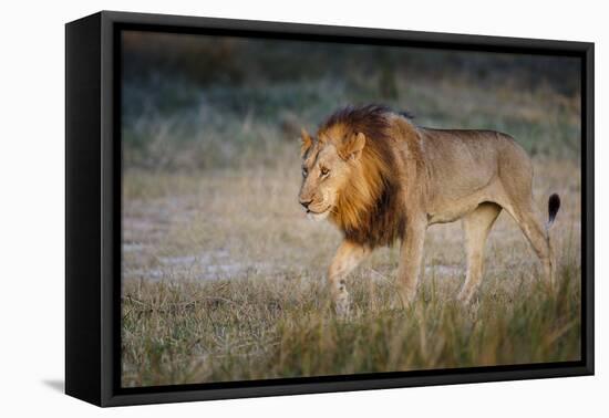 Male Lion (Panthera Leo), Moremi, Okavango Delta, Botswana, Africa-Andrew Sproule-Framed Premier Image Canvas