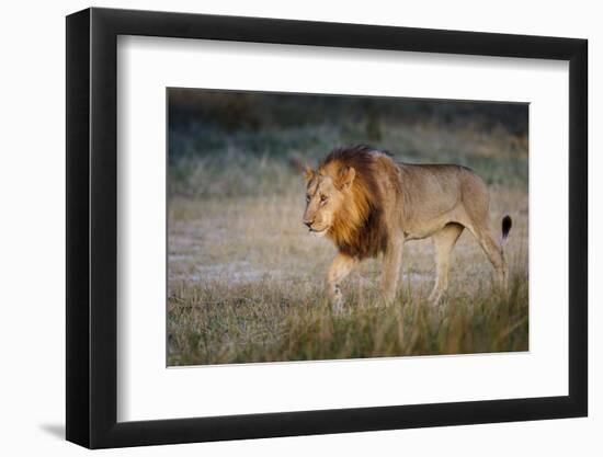 Male Lion (Panthera Leo), Moremi, Okavango Delta, Botswana, Africa-Andrew Sproule-Framed Photographic Print