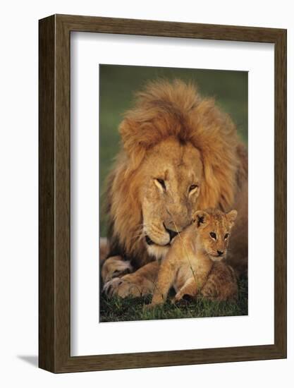 Male Lion (Panthera Leo) with Cub, Masai Mara National Reserve, Kenya-Anup Shah-Framed Photographic Print