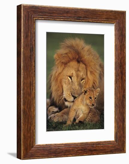 Male Lion (Panthera Leo) with Cub, Masai Mara National Reserve, Kenya-Anup Shah-Framed Photographic Print
