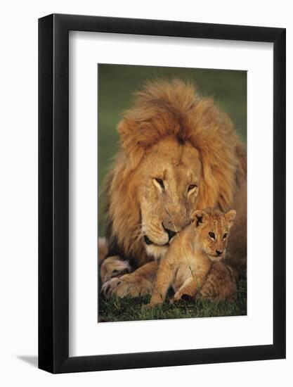 Male Lion (Panthera Leo) with Cub, Masai Mara National Reserve, Kenya-Anup Shah-Framed Photographic Print