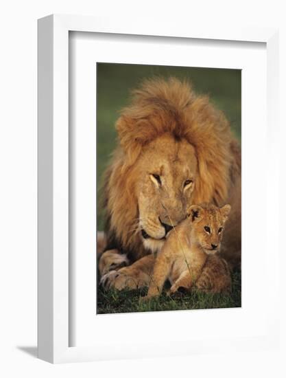 Male Lion (Panthera Leo) with Cub, Masai Mara National Reserve, Kenya-Anup Shah-Framed Photographic Print