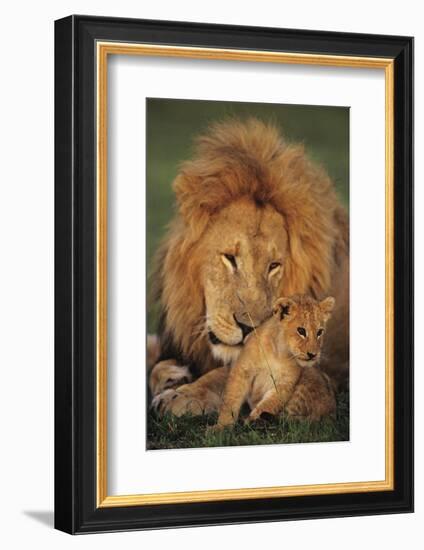 Male Lion (Panthera Leo) with Cub, Masai Mara National Reserve, Kenya-Anup Shah-Framed Photographic Print