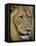 Male Lion (Panthero Leo), Kruger National Park, South Africa, Africa-Steve & Ann Toon-Framed Premier Image Canvas