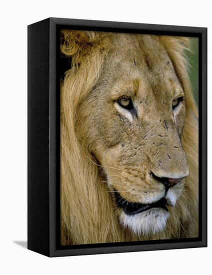 Male Lion (Panthero Leo), Kruger National Park, South Africa, Africa-Steve & Ann Toon-Framed Premier Image Canvas