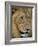 Male Lion (Panthero Leo), Kruger National Park, South Africa, Africa-Steve & Ann Toon-Framed Photographic Print