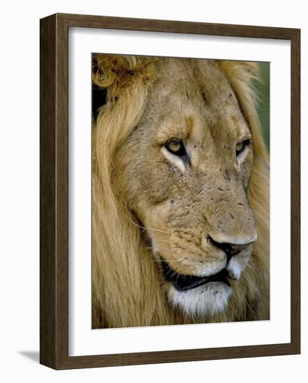 Male Lion (Panthero Leo), Kruger National Park, South Africa, Africa-Steve & Ann Toon-Framed Photographic Print