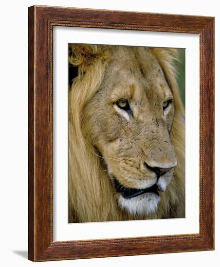 Male Lion (Panthero Leo), Kruger National Park, South Africa, Africa-Steve & Ann Toon-Framed Photographic Print