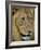 Male Lion (Panthero Leo), Kruger National Park, South Africa, Africa-Steve & Ann Toon-Framed Photographic Print