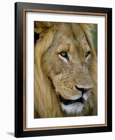 Male Lion (Panthero Leo), Kruger National Park, South Africa, Africa-Steve & Ann Toon-Framed Photographic Print