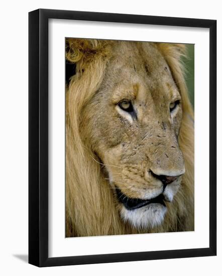 Male Lion (Panthero Leo), Kruger National Park, South Africa, Africa-Steve & Ann Toon-Framed Photographic Print