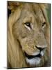 Male Lion (Panthero Leo), Kruger National Park, South Africa, Africa-Steve & Ann Toon-Mounted Photographic Print