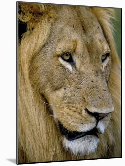 Male Lion (Panthero Leo), Kruger National Park, South Africa, Africa-Steve & Ann Toon-Mounted Photographic Print