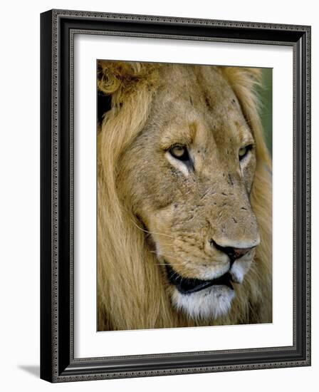 Male Lion (Panthero Leo), Kruger National Park, South Africa, Africa-Steve & Ann Toon-Framed Photographic Print